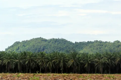 Deforestasi Sawit Indonesia Diakui Turun Drastis, Ini Kuncinya