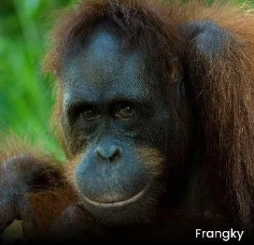 Di Hari Kemerdekaan, Lima Individu Orangutan Kembali ke Habitat