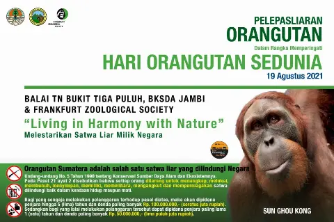 KLHK Lepasliarkan Sun Ghou Kong pada Peringatan Hari Orangutan Sedunia