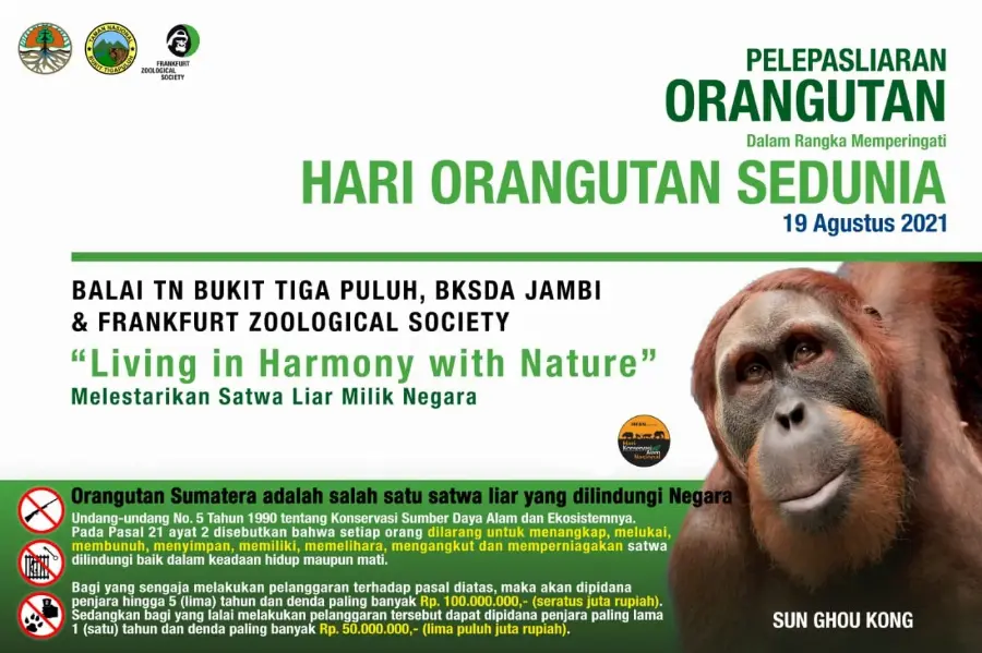 KLHK Lepasliarkan Sun Ghou Kong pada Peringatan Hari Orangutan Sedunia