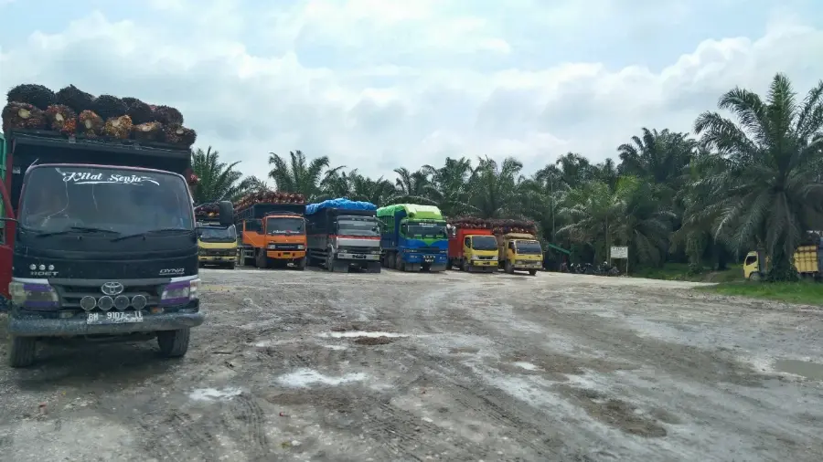 Dihadang Kampanye Hitam, Sawit Tetap Berkontribusi Bagi Pembangunan