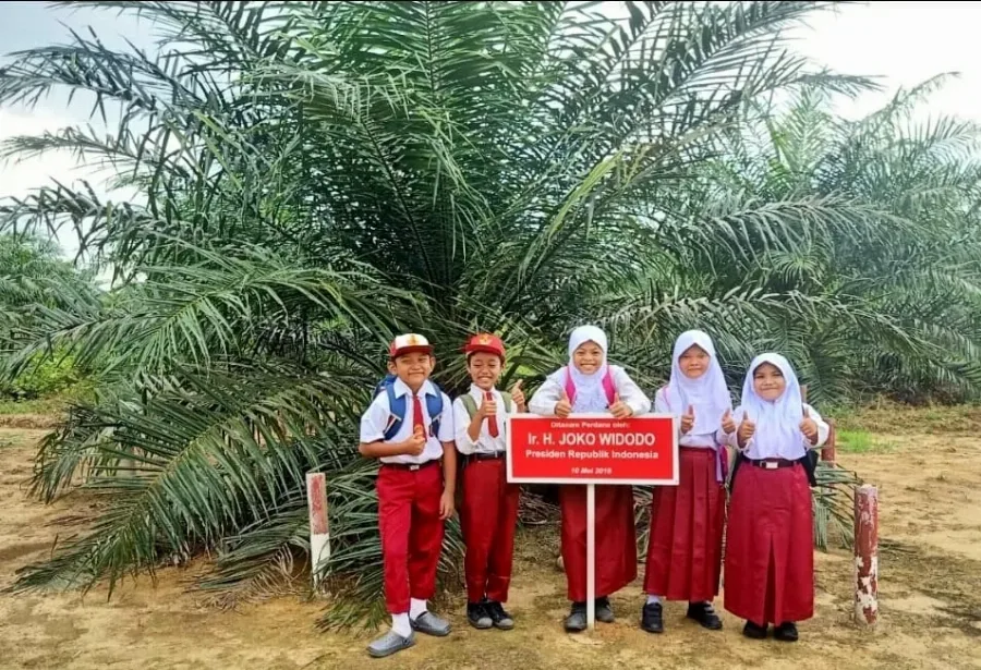 Ditanam Presiden Jokowi, Panen Perdana Sawit PSR  Oleh Wapres Ma’ruf Amin
