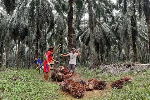 Sektor Pertanian Jadi Bantalan Kinerja Ekonomi