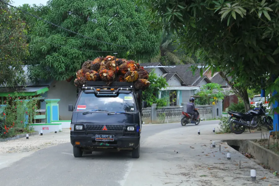 Petani Sulawesi Tengah Tersenyum, Harga TBS Sawit Capai Rp2.475,70/kg