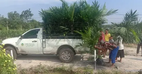 PTPN V Salurkan 708.277 Bibit Sawit Kepada 3.200 Petani