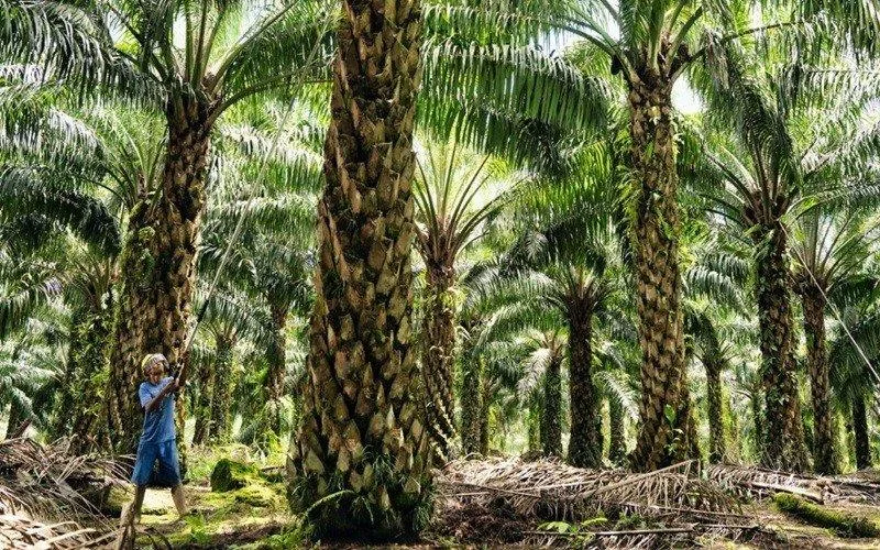 120 Ribu Hektare Kebun Sawit di 2026 Ditargetkan BPDP Untuk Diremajakan