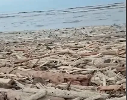 Seperti di Sumbar, Ribuan Kayu Bekas Banjir Berada di Pantai Larangan Tegal, Apakah Ada Sawit Di Jawa Tengah?
