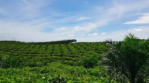 Implementasi Hilirisasi Industri Sawit Terintegrasi di Sei Mangkei