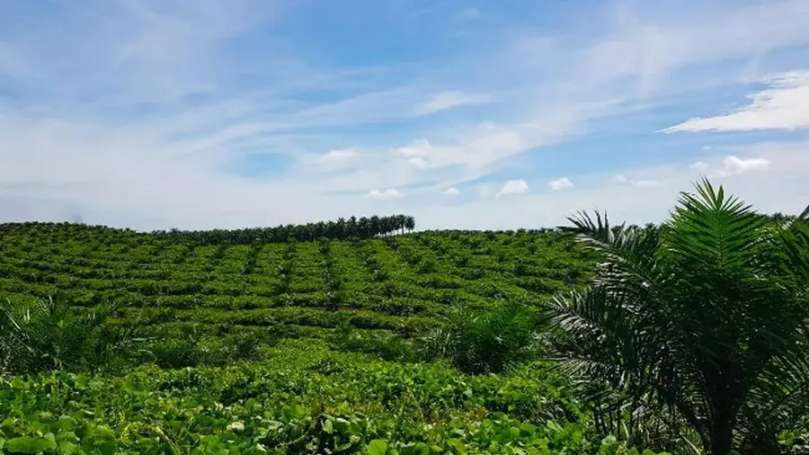 Implementasi Hilirisasi Industri Sawit Terintegrasi di Sei Mangkei