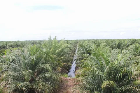 Manfaatkan Masa Sebelum Berproduksi Dikebun Sawit Dengan Berbudidaya Kacang Tanah