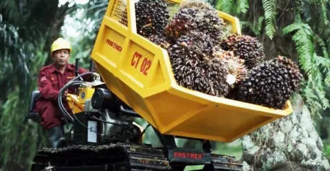 Permintaan Global Dorong Ekspor Sawit, Nilai Tembus US,69 Miliar di Februari