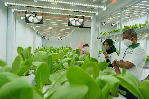 PLN Dukung Program Container Farming Pertama di Ibu Kota, Percepat Masa Tanam Hidroponik