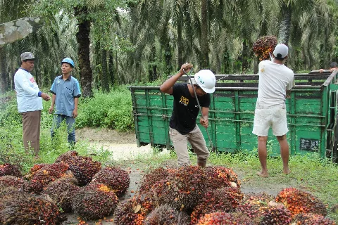 Nestapa Sawit, Anak Tiri di Negeri Sendiri