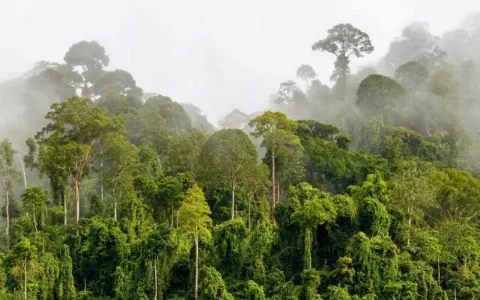 Aspekpir Meminta Pemerintah Hati-hati Menyatakan Areal Perkebunan Sawit Menjadi Kawasan Hutan