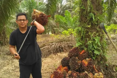 Inilah Daftar Harga Kelapa Sawit di Riau Seminggu ke depan