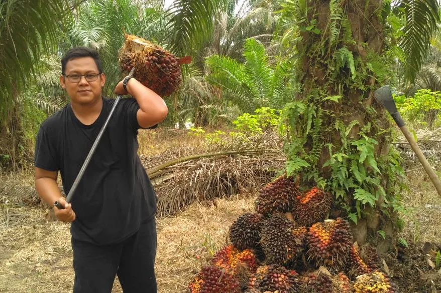 Inilah Daftar Harga Kelapa Sawit di Riau Seminggu ke depan