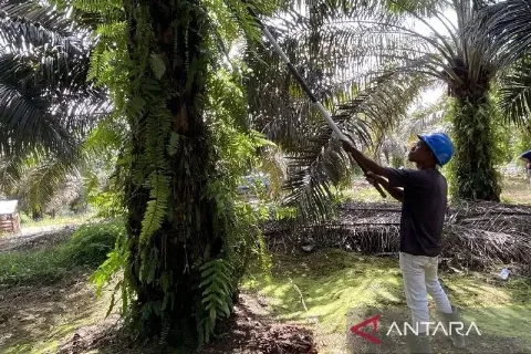 POPSI Menyoroti Pentingnya Perlindungan Nyata dan Adil Bagi Petani Sawit