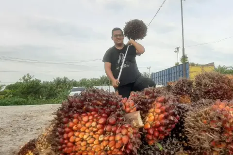 Harga Sawit Riau Turun, Ini Penyebabnya