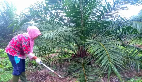 Gapki Mencatat Sejumlah Penyebab PSR Tidak Mencapai Target