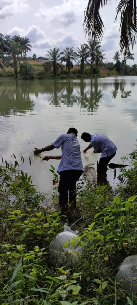 PTPN V Tebar Satu Juta Benih Ikan Serentak di Riau