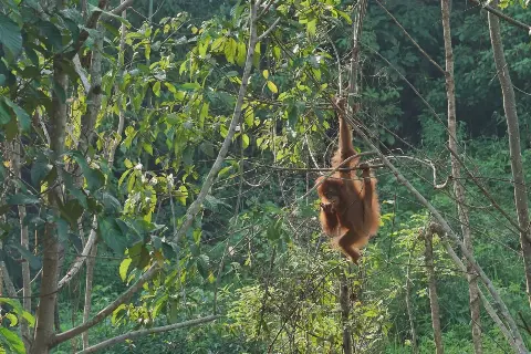 Wamen LHK Resmikan SRA, Pusat Penyelamatan Satwa Liar Dilindungi di Sumatra Utara