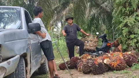 TBS Kelapa Sawit Mitra Plasma Minggu Ini Dihargai Rp3.558 per Kg