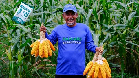 Dedikasi Wilmar untuk Ketahanan Pangan di Kotim: Tanam Jagung, Sinergi dengan Kelompok Tani