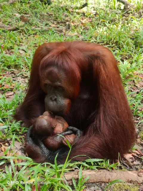 Mely, Bayi Orangutan ke-100 Lahir di SM Lamandau