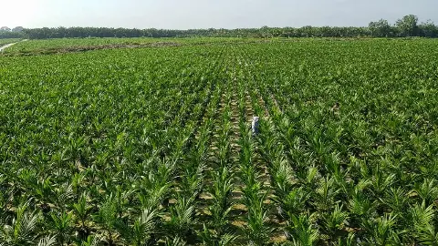 Tingkatkan Protas Petani,  PTPN V Sukses Jual 1,4 Juta Bibit Sawit Unggul