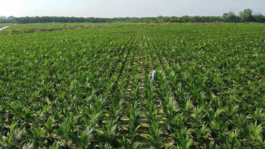 Tingkatkan Protas Petani,  PTPN V Sukses Jual 1,4 Juta Bibit Sawit Unggul