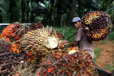 Harga TBS Mitra Swadaya Periode 27 Mei - 2 Juni 2026 Turun 3,83%