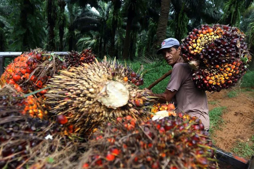 Harga TBS Kelapa Sawit Mitra Swadaya Periode 1 - 7 April Naik 3,26%