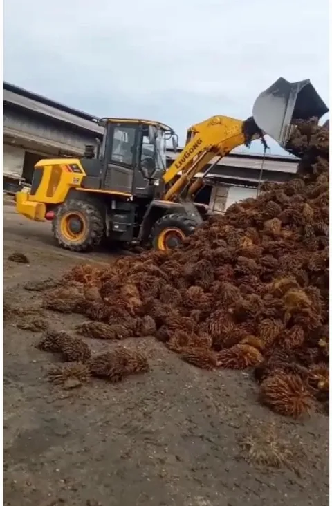 Fenomena Peningkatan Harga Minyak Sawit