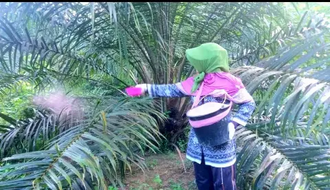 Akibat DMO, APKASINDO Desak Kemendag Lindungi Harga TBS Petani