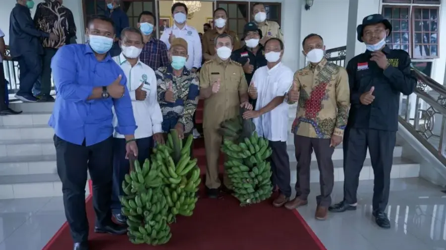 Poktan Siak Berhasil Tanam Pisang di Sela Lahan Replanting Sawit