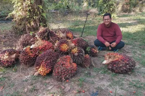 Harga TBS Sawit Riau Pekan Ini Turun Rp520 per kg