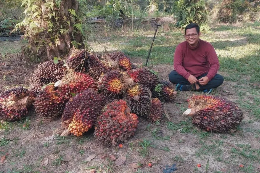 Alhamdulillah Naik Lagi, Inilah Daftar Lengkap Harga Sawit Riau