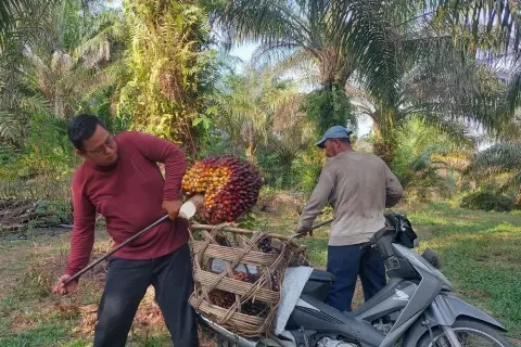 Ini Solusi Disbun untuk Pekebun Swadaya Sawit di Riau