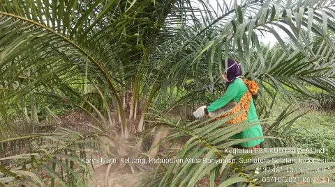 Tingginya Harga Pupuk, Program Sarpras BPDPKS Menjadi Solusi