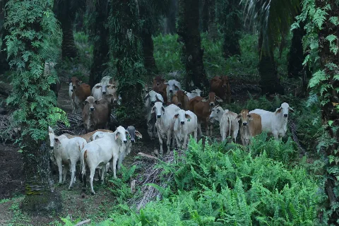 Peluang,  Ancaman dan Solusi 2022, Petani Sawit