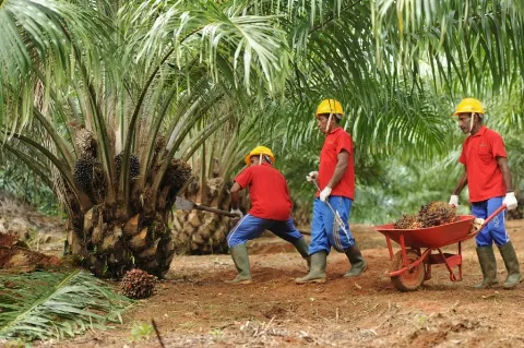 Tingkatkan Komitmen Praktik Sawit Berkelanjutan, TSE Group Tata Ulang Strategi Kebijakan NDPE
