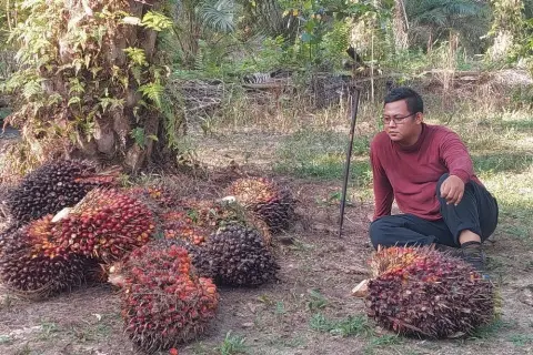 Harga TBS Sawit di Riau Turun