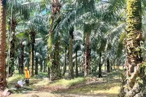Peneliti: Kelapa Sawit Menjadi Kunci Pemulihan Ekonomi Pasca Bencana