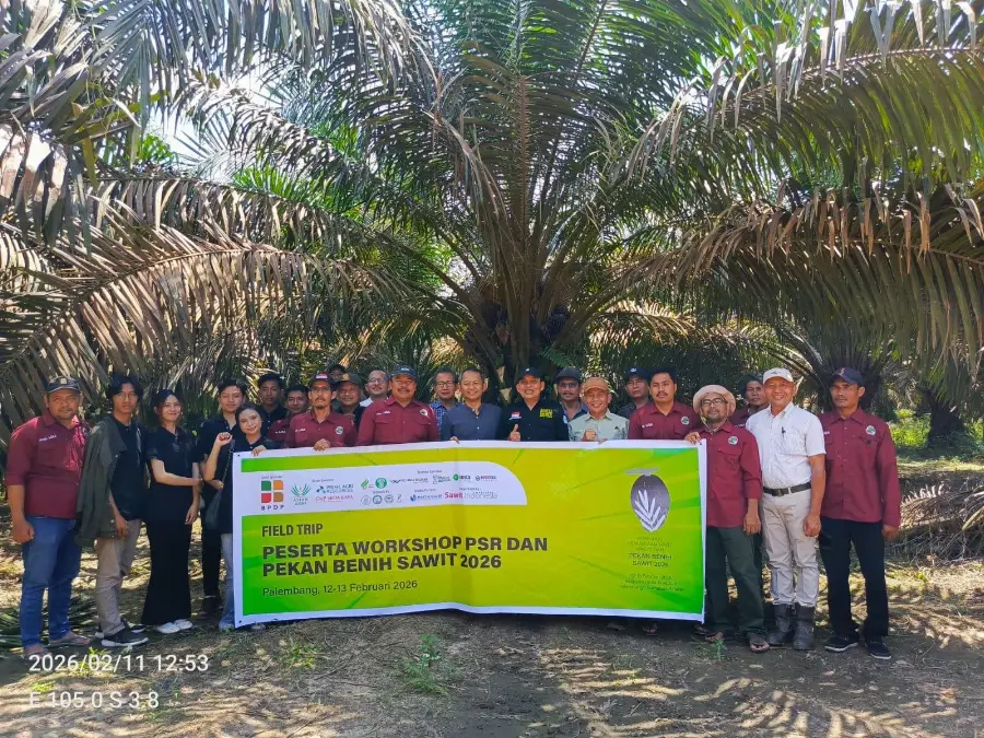 BPDP Dukung PSR, Petani OKI Catat Produksi Sawit Capai 19 Ton/Ha