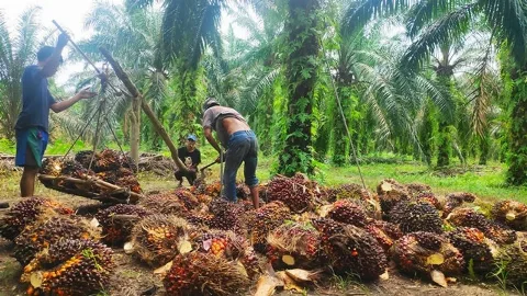 Jelang Akhir April, Harga TBS Sawit Sumbar Turun Menjadi Rp4.049,04/kg
