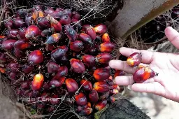 Harga CPO Bergerak Sideways di 4.546 Ringgit, Pasar Nanti Data MPOB dan Pemantauan Platform Baru Danantara