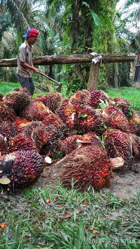 Menguji Gagasan Sawit Tanaman Hutan