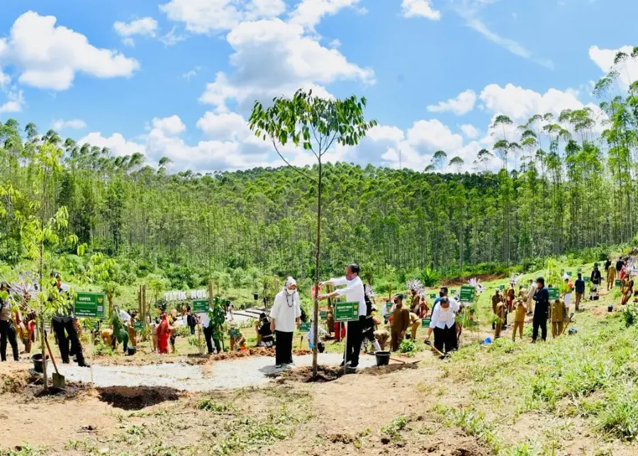 Mengembalikan Hutan Hujan Tropis Kalimantan Dari Titik Nol IKN