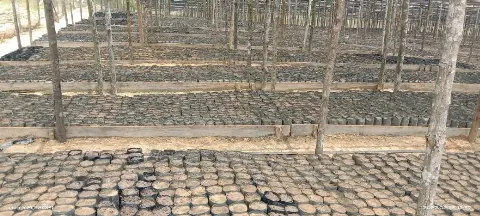 KUD Mandiri Jaya Makmur Usulkan lahan 398 ha untuk Diremajakan