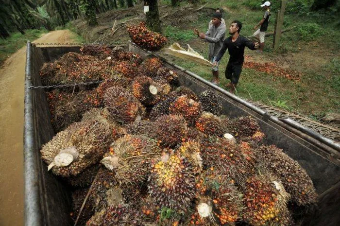 PT Eagle High Plantations Tbk Terbitkan Obligasi Dengan Bunga 11%